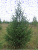 Русская елка 120см-150см